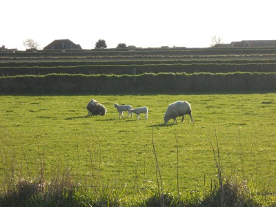 Landschaft auf Texel